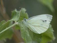 maudoc.com • Pieris napi •  IMG_8525.jpg   Pieris napi : Farfalla, Pieris napi