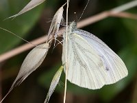 maudoc.com • Pieris napi •  Pieris_napi02.jpg   Pieris napi : Farfalla