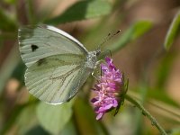 maudoc.com • Pieris napi •  Pieris_napi03.jpg   Pieris napi : Farfalla, Pieris napi