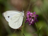 maudoc.com • Pieris napi •  Pieris_napi04.jpg   Pieris napi : Farfalla