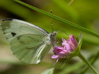 maudoc.com • Pieris napi •  Pieris_napi05.jpg   Pieris napi : Farfalla, Pieris napi