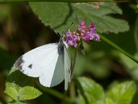 maudoc.com • Pieris napi •  Pieris_napi08.jpg   Pieris napi : Farfalla, Pieris napi