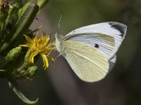 maudoc.com • Pieris rapae •  IMG_0131.jpg   Pieris rapae : Farfalla