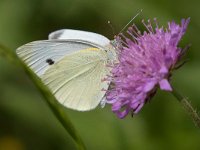 maudoc.com • Pieris rapae •  IMG_0570.jpg   Pieris rapae : Farfalla