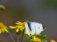 maudoc.com • Pieris rapae •  IMG_1051.jpg   Pieris rapae : Farfalla, Pieris rapae