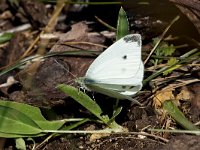 maudoc.com • Pieris rapae •  IMG_1450.jpg   Pieris rapae : Farfalla, Pieris rapae