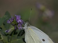 maudoc.com • Pieris rapae •  IMG_2518.jpg   Pieris rapae : Farfalla, Pieris napi