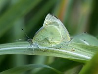 maudoc.com • Pieris rapae •  IMG_2699.jpg   Pieris rapae : Farfalla, Pieris rapae