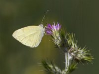 maudoc.com • Pieris rapae •  IMG_5475.jpg   Pieris rapae  Greece : Farfalla, Pieris rapae