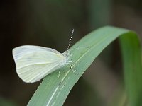 maudoc.com • Pieris rapae •  IMG_5904.jpg   Pieris rapae : Farfalla, Pieris rapae