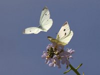 Pieris rapae