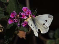 maudoc.com • Pieris rapae •  IMG_7127.jpg   Pieris rapae  Greece : Farfalla, Pieris rapae