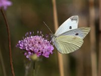 maudoc.com • Pieris rapae •  IMG_7988.jpg   Pieris rapae : Farfalla, Pieris rapae