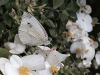 maudoc.com • Pieris rapae •  Pieris_rapae.jpg   Pieris rapae