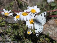 maudoc.com • Pontia callidice •  IMG_5296.jpg   Pontia callidice : Farfalla, Pontia callidice