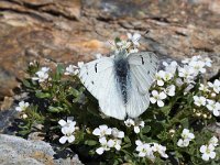 maudoc.com • Pontia callidice •  IMG_5338.jpg   Pontia callidice : Farfalla, Pontia callidice