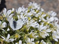 Pontia callidice