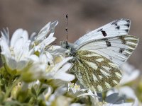 maudoc.com • Pontia callidice •  IMG_5377.jpg   Pontia callidice : fiore, Farfalla, Pieris daplidice