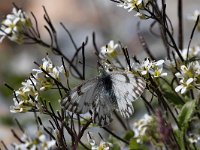 maudoc.com • Pontia callidice •  IMG_5442.jpg   Pontia callidice : Farfalla, Pontia callidice