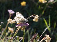 maudoc.com • Pontia callidice •  Pontia_callidice01.jpg   Pontia callidice : Farfalla, Pieris napi