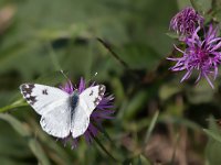 maudoc.com • Pontia edusa •  IMG_2705.jpg   Pontia edusa : Farfalla, Pontia edusa