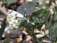 maudoc.com • Pontia edusa •  IMG_5149a.jpg   Pontia edusa : Farfalla, Pontia edusa