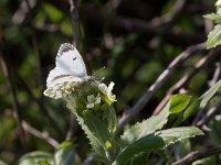 maudoc.com • Pontia edusa •  IMG_5216.jpg   Pontia edusa : Farfalla, Pontia edusa