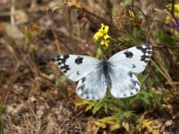 maudoc.com • Pontia edusa •  IMG_5457.jpg   Pontia edusa : Farfalla, Pontia edusa