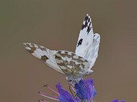 maudoc.com • Pontia edusa •  Pontia_edusa03.jpg   Pontia edusa : Farfalla, Pontia edusa