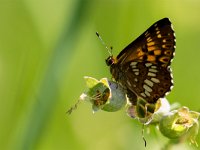 maudoc.com • Riodinidae •  IMG_6462.jpg   Hamearis lucina : Farfalla, Hamearis lucina