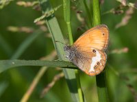 maudoc.com • Coenonympha arcania •  Coenonympha_arcania.jpg   Coenonympha arcania : Coenonympha arcania, Farfalla