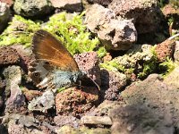 maudoc.com • Coenonympha arcania •  HCJW7069.jpg   Coenonympha arcania