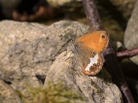 maudoc.com • Coenonympha arcania •  IMG_0775.jpg   Coenonympha arcania : Farfalla, Coenonympha arcania