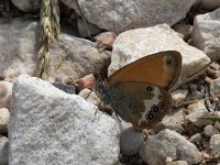 maudoc.com • Coenonympha arcania •  IMG_0830.jpg   Coenonympha arcania : Coenonympha arcania, Farfalla