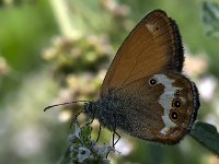 maudoc.com • Coenonympha arcania •  IMG_1345.jpg   Coenonympha arcania : Coenonympha arcania