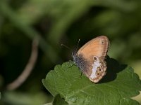 maudoc.com • Coenonympha arcania •  IMG_3314.jpg   Coenonympha arcania : Farfalla, Coenonympha arcania