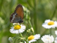 maudoc.com • Coenonympha arcania •  IMG_3861.jpg   Coenonympha arcania : Farfalla