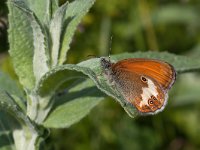 maudoc.com • Coenonympha arcania •  IMG_4310.jpg   Coenonympha arcania : Coenonympha arcania