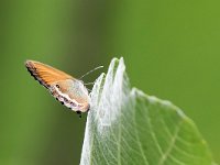 maudoc.com • Coenonympha arcania •  IMG_4384.jpg   Coenonympha arcania