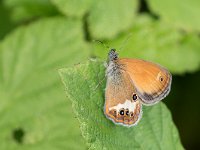 maudoc.com • Coenonympha arcania •  IMG_4394.jpg   Coenonympha arcania