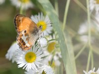 maudoc.com • Coenonympha arcania •  IMG_4467.jpg   Coenonympha arcania