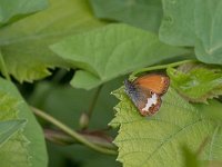 maudoc.com • Coenonympha arcania •  IMG_4618.jpg   Coenonympha arcania : Farfalla, Coenonympha arcania