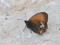 maudoc.com • Coenonympha arcania •  IMG_7448.jpg   Coenonympha arcania : Coenonympha arcania, Farfalla