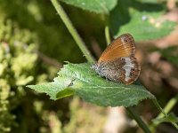 maudoc.com • Coenonympha arcania •  IMG_8178.jpg   Coenonympha arcania : Farfalla, Coenonympha arcania