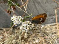 maudoc.com • Coenonympha arcania •  IMG_8433.jpg   Coenonympha arcania : Farfalla, Coenonympha arcania