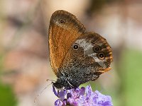 maudoc.com • Coenonympha arcania •  IMG_8437.jpg   Coenonympha arcania