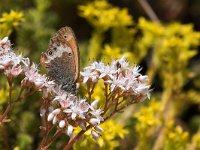 maudoc.com • Coenonympha arcania •  IMG_8499.jpg   Coenonympha arcania