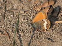 maudoc.com • Coenonympha arcania •  IMG_9017.jpg   Coenonympha arcania : Farfalla, Coenonympha arcania