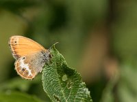 maudoc.com • Coenonympha arcania •  IMG_9103.jpg   Coenonympha arcania : Farfalla, Coenonympha arcania