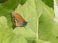 Coenonympha gardetta